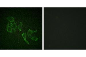 P-peptide - +Immunofluorescence analysis of HepG2 cells, using A-RAF (Phospho-Tyr301/302) antibody. (ARAF 抗体  (pTyr302))