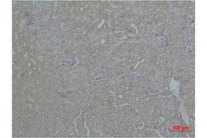 Immunohistochemistry (IHC) analysis of paraffin-embedded Mouse Kidney Tissue using ZBTB45 Polyclonal Antibody. (ZBTB45 抗体)
