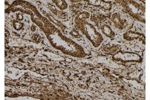 ABIN6272367 at 1/100 staining Human kidney tissue by IHC-P. (NRIP3 抗体  (C-Term))