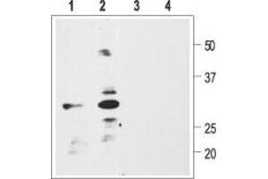 Western blot analysis of rat glioma C6 (1, 3) or human neuroblastoma SH-SY5Y (2, 4) cell lysate: - 1,2. (Pro BDNF 抗体  (AA 72-88))
