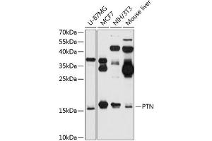 Western blot analysis of extracts of various cell lines, using PTN antibody (ABIN6133878, ABIN6146431, ABIN6146432 and ABIN6218276) at 1:1000 dilution. (Pleiotrophin 抗体  (C-Term))
