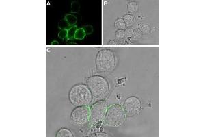 Immunocytochemistry (ICC) image for anti-Transient Receptor Potential Cation Channel, Subfamily V, Member 2 (TRPV2) (AA 413-428), (Extracellular) antibody (ABIN7043843)
