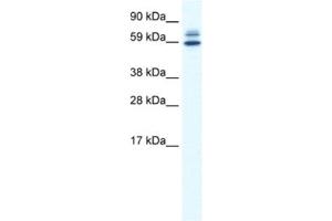 Western Blotting (WB) image for anti-Zinc Finger and BTB Domain Containing 38 (ZBTB38) antibody (ABIN2461549) (ZBTB38 抗体)