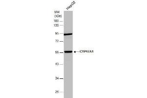 WB Image Whole cell extract (30 μg) was separated by 10% SDS-PAGE, and the membrane was blotted with CYP17A1 antibody [N1C2] , diluted at 1:1000. (CYP17A1 抗体  (Center))