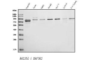Western blot analysis of MEKK2/MAP3K2 using anti-MEKK2/MAP3K2 antibody (ABIN7599314).