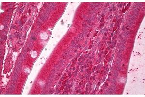ABIN5539459 (5µg/ml) staining of paraffin embedded Human Small Intestine. (ERO1L 抗体  (AA 105-118))