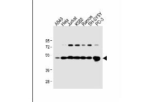 Western Blotting (WB) image for anti-Calreticulin (CALR) (AA 277-305) antibody (ABIN390885)