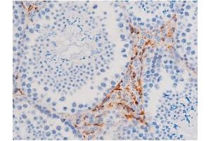 ABIN6267484 at 1/200 staining Mouse testis tissue sections by IHC-P. (IRS1 抗体  (pSer312))