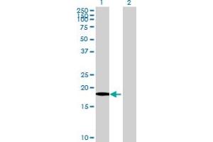Western Blot analysis of XG expression in transfected 293T cell line by XG MaxPab polyclonal antibody. (Glycoprotein Xg 抗体  (AA 1-181))