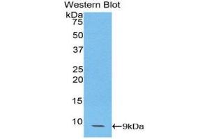 Western Blotting (WB) image for anti-Chemokine (C-C Motif) Ligand 14 (CCL14) (AA 20-93) antibody (ABIN1174243) (CCL14 抗体  (AA 20-93))