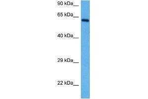 Host:  Rabbit  Target Name:  RELB  Sample Tissue:  Mouse Spleen  Antibody Dilution:  1ug/ml (RELB 抗体  (N-Term))