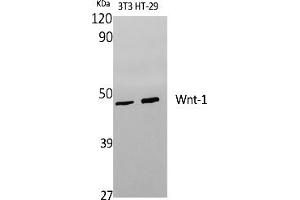 Western Blot analysis of various cells using Wnt-1 Polyclonal Antibody diluted at 1:1000.