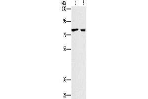 Gel: 6 % SDS-PAGE, Lysate: 40 μg, Lane 1-2: 293T cells, A549 cells, Primary antibody: ABIN7128771(CASC3 Antibody) at dilution 1/400, Secondary antibody: Goat anti rabbit IgG at 1/8000 dilution, Exposure time: 10 seconds (CASC3 抗体)