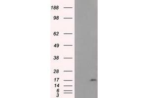 Western Blotting (WB) image for anti-NME/NM23 Nucleoside Diphosphate Kinase 4 (NME4) antibody (ABIN1499780) (NME4 抗体)