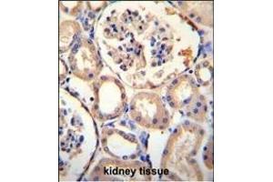 PURA Antibody (C-term) (ABIN1881707 and ABIN2845181) immunohistochemistry analysis in formalin fixed and paraffin embedded human kidney tissue followed by peroxidase conjugation of the secondary antibody and DAB staining.