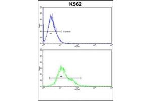 Flow cytometric analysis of k562 cells using PLCB2 Antibody (N-term) Cat. (Phospholipase C beta 2 抗体  (N-Term))