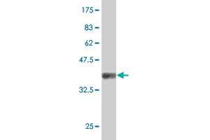 Western Blotting (WB) image for anti-Junction Mediating and Regulatory Protein, P53 Cofactor (JMY) (AA 535-634) antibody (ABIN530705)