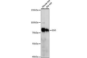 Western blot analysis of extracts of various cell lines, using SIX5 antibody (ABIN7267777) at 1000 dilution. (Six5 抗体  (AA 1-170))