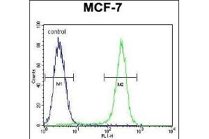 C1QL4 Antibody (N-term) (ABIN655459 and ABIN2844988) flow cytometric analysis of MCF-7 cells (right histogram) compared to a negative control cell (left histogram).