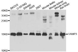 Western blot analysis of extracts of various cell lines, using VAMP3 antibody. (VAMP3 抗体  (AA 1-80))