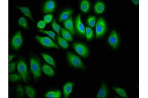 Immunofluorescence (IF) image for anti-Protein tyrosine Phosphatase, Non-Receptor Type 13 (APO-1/CD95 (Fas)-Associated Phosphatase) (PTPN13) (AA 1965-2173) antibody (ABIN7174093)