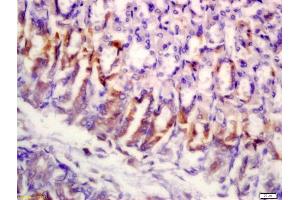 Formalin-fixed and paraffin embedded mouse stomach labeled with Anti-SLAMF7/CD319/CS1 Polyclonal Antibody, Unconjugated (ABIN741825) at 1:200 followed by conjugation to the secondary antibody and DAB staining (SLAMF7 抗体  (AA 51-160))