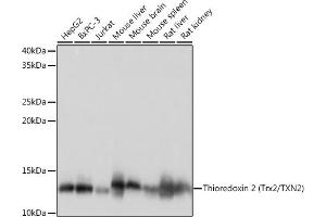 Western blot analysis of extracts of various cell lines, using Thioredoxin 2 (Trx2/TXN2) (Trx2/TXN2) Rabbit mAb (ABIN1679919, ABIN3018909, ABIN3018910 and ABIN7101688) at 1:1000 dilution. (TXN2 抗体)