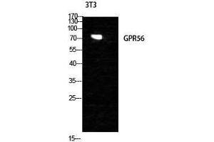 Western Blotting (WB) image for anti-G Protein-Coupled Receptor 56 (GPR56) (Internal Region) antibody (ABIN3184905)