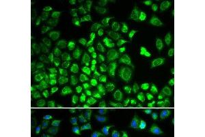 Immunofluorescence analysis of A549 cells using HAX1 Polyclonal Antibody (HAX1 抗体)