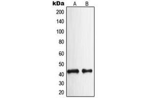 Western blot analysis of NPY2R expression in HeLa (A), rat brain (B) whole cell lysates. (NPY2R 抗体  (N-Term))