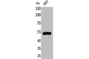 Western Blot analysis of U87 cells using Fractalkine Receptor Polyclonal Antibody (CX3CR1 抗体  (Internal Region))