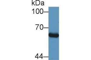 Western Blot; Sample: Human HepG2 cell lysate; Primary Ab: 1µg/ml Rabbit Anti-Bovine Smad1 Antibody Second Ab: 0. (SMAD1 抗体  (AA 270-465))