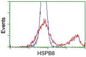 HEK293T cells transfected with either RC201040 overexpress plasmid (Red) or empty vector control plasmid (Blue) were immunostained by anti-HSPB8 antibody (ABIN2453824), and then analyzed by flow cytometry. (HSPB8 抗体)
