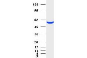 Western Blotting (WB) image for Coronin, Actin Binding Protein, 1C (CORO1C) (Transcript Variant 1) protein (Myc-DYKDDDDK Tag) (ABIN2712514)
