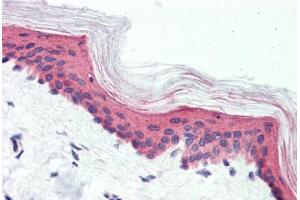Anti-GPR126 antibody  ABIN1048708 IHC staining of human skin. (G Protein-Coupled Receptor 126 抗体  (N-Term))