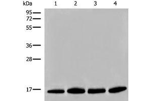 Western blot analysis of Human prostate tissue PC-3 A549 and TM4 cell lysates using HIST1H2BA Polyclonal Antibody at dilution of 1:500 (HIST1H2BA 抗体)