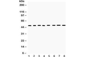 IHC-P: CD95 antibody testing of rat spleen tissue lysate (FAS 抗体  (N-Term))
