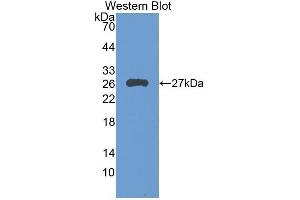 Western Blotting (WB) image for anti-Leukocyte Immunoglobulin-Like Receptor B3 (LILRB3) (AA 217-407) antibody (ABIN1859664) (LILRB3 抗体  (AA 217-407))