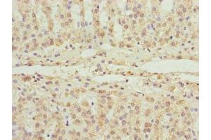 Immunohistochemistry of paraffin-embedded human adrenal gland tissue using ABIN7152521 at dilution of 1:100 (FAD Synthetase 抗体  (AA 1-490))