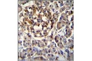 Immunohistochemistry analysis in Formalin Fixed, Paraffin Embedded Human pancreas tissue stained with SEC14L5 antibody (Center) followed by peroxidase conjugation of the secondary antibody and DAB staining. (SEC14L5 抗体  (Middle Region))