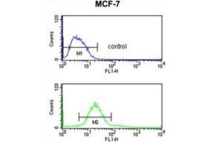 Flow Cytometry (FACS) image for anti-CDP-Diacylglycerol--Inositol 3-Phosphatidyltransferase (CDIPT) antibody (ABIN3004011)