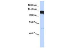 Image no. 1 for anti-EPH Receptor A5 (EPHA5) (AA 792-841) antibody (ABIN6741451) (EPH Receptor A5 抗体  (AA 792-841))