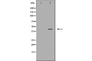 Western blot analysis of Hela cell lysate, using HLA-A Antibody. (HLA-A 抗体)