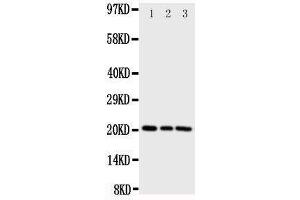 Western Blotting (WB) image for anti-Phosphatidylethanolamine Binding Protein 1 (PEBP1) (AA 15-29), (N-Term) antibody (ABIN3044276) (PEBP1 抗体  (N-Term))