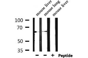 Western blot analysis of extracts from mouse liver,mouse lung, using LINGO2 Antibody. (LINGO2 抗体  (Internal Region))