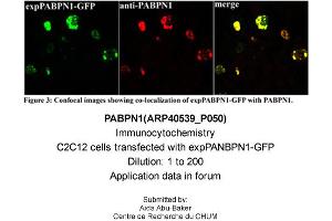 Immunocytochemistry -- Sample Type: C2C12 cells transfected with expPANBPN1-GFPDilution: 1:200 (PABPN1 抗体  (N-Term))