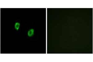 Immunofluorescence analysis of COS7 cells, using OR51F1 Antibody. (OR51F1 抗体  (AA 269-318))