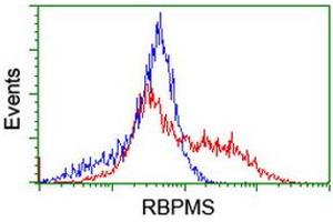 Image no. 2 for anti-RNA Binding Protein with Multiple Splicing (RBPMS) antibody (ABIN1500641) (RBPMS 抗体)
