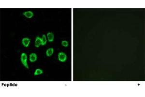 Immunofluorescence analysis of A-549 cells, using MRPL32 polyclonal antibody . (MRPL32 抗体)