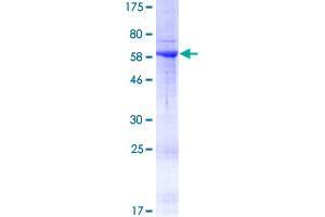 RAB36 Protein (AA 1-333) (GST tag)